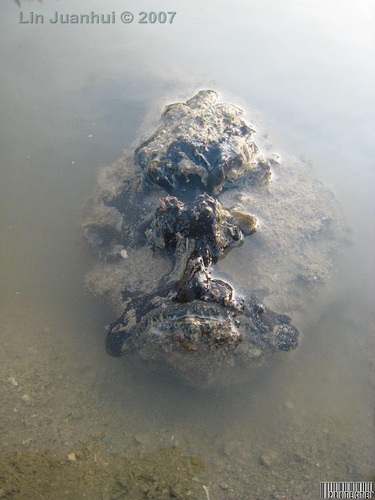 stonefish (2)